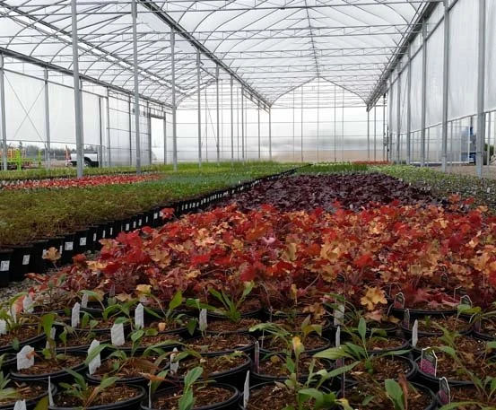 Gutter Connected Greenhouse Structure Gutter Connected Greenhouse Structure