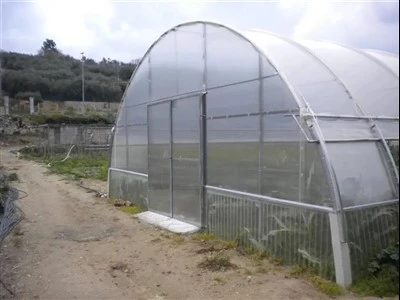 Economic Tunnel Plastic Greenhouse for Vegetable