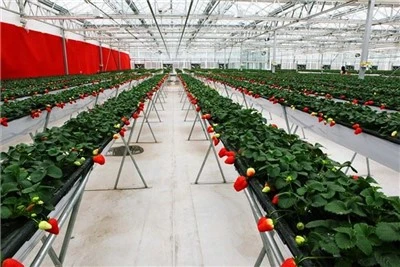 Fruit Greenhouse