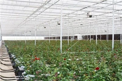 Glass Greenhouse for Rose