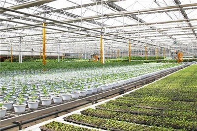 Nursery Greenhouse