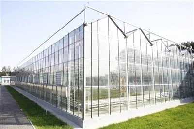 Venlo Glass Greenhouse