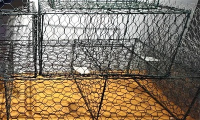 Wire For Gabion Product
